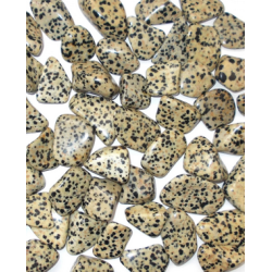 Tumble Jasper Dalmatian